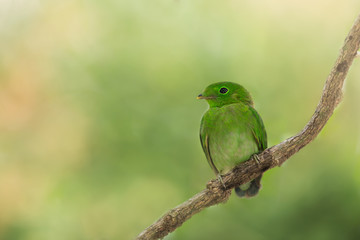 Juvenile green bird.Green broadbill (calyptomena viridis) perchs lonely