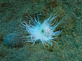 Sea anemone, Island Bali, Puri Jati