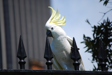 cockatoo in sydney
