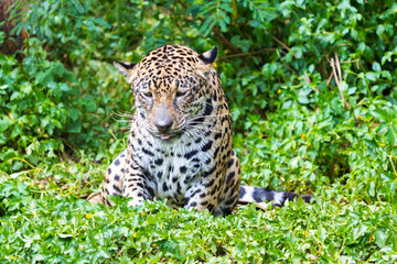 Fototapeta na wymiar Jaguar in wildlife park