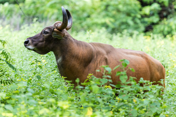 Naklejka na ściany i meble Banteng are hiding in the forest.