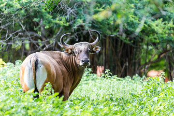 Banteng are hiding in the forest.