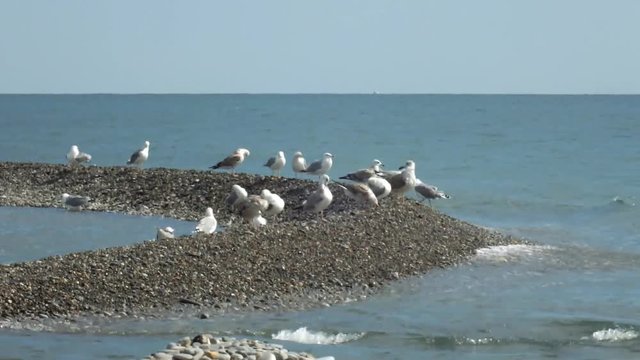 Чайки сидят на галечном берегу Черного моря в полосе прибоя