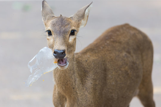 Fototapeta wild animals, A wild animal eating plastic waste left by humans.