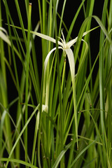 Rhynchospora colorata / Danseuse étoile