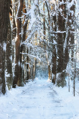 Fototapeta premium winter forest landscape sunlight snow