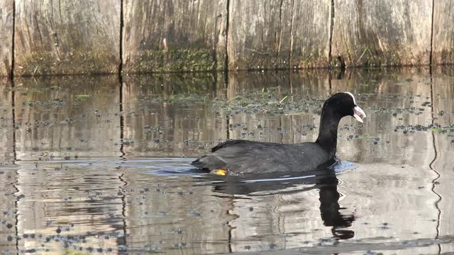 coot swimming on the lake 