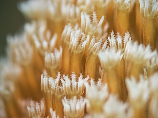 Coral polyps, Korallenpolypen
