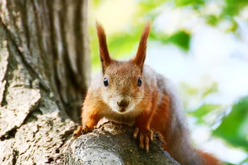 Foto op Plexiglas anti-reflex Meeting with a squirrel in the autumn park. © Plato67
