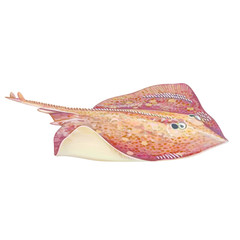 Ray fish © editonepankaj16