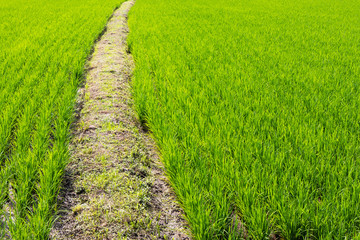 Rice green leaves with berms.