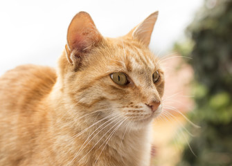 Beautiful ginger cat on sunny day