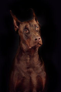 Dog breed Doberman brown color on a black background in the Stud