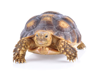 Naklejka premium turtle on white background