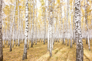 autumn birch forest