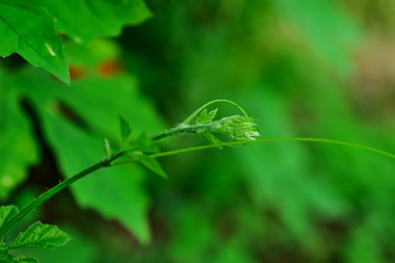 The young shoots of trees
