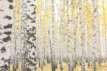 Obraz premium autumn birch forest