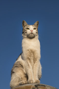 Beutiful cat under blue sky