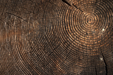 Fototapeta premium texture of dark wood. natural background.