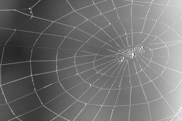 Cobweb in dew drops. Rain drops on a spiderweb. Black-white abstract background for halloween