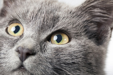 gray kitten close up smoky cat on a white background. focus on eyes