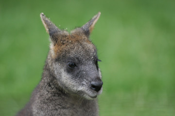Wallaby sitting in meadow