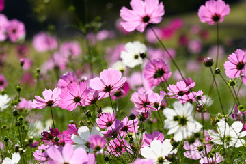 Obraz premium Kosmos