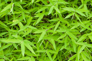 bamboo leaves for background