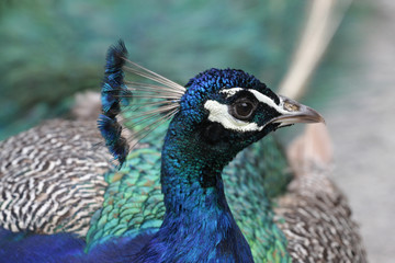 Peacock head