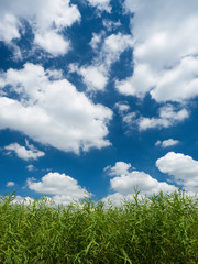 葦原と夏空