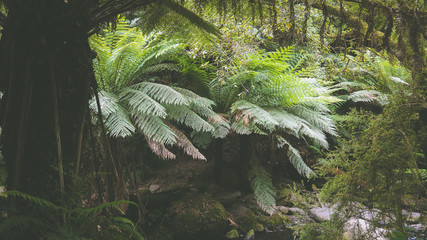 Gemäßigter Regenwald bei den Erskine Falls, Great Ocean Road in Australien