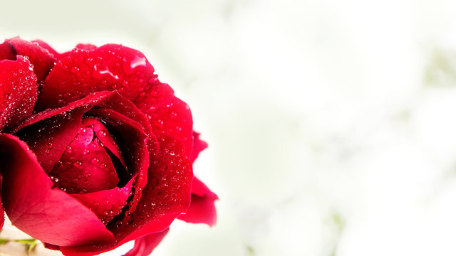 Fototapeta red rose on white sky background