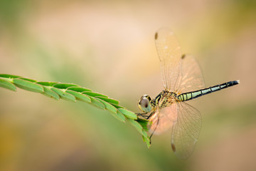 Blue Dragonfly