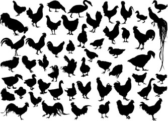 huge collection of black farm bird silhouettes