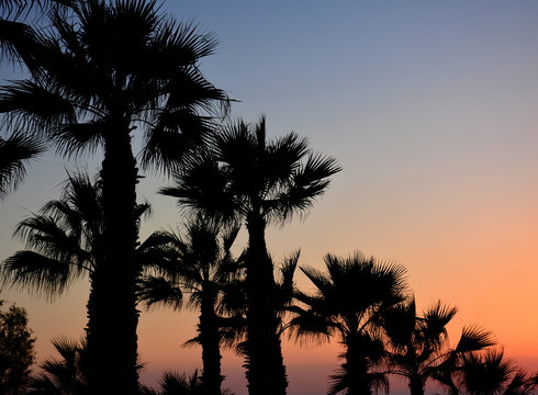 Palm trees silhouette on sunset tropical beach. Diagonal