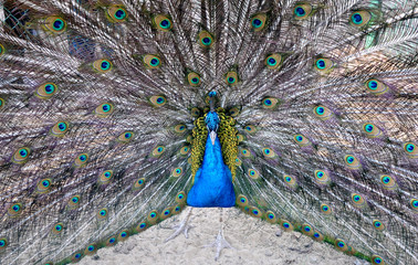 peacock