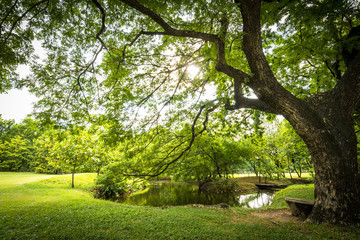 Public park landscape