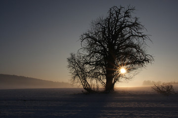 Leafless tree on a foggy winter morning
