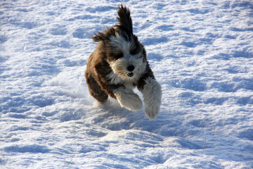 Bearded Collie dog running in snow