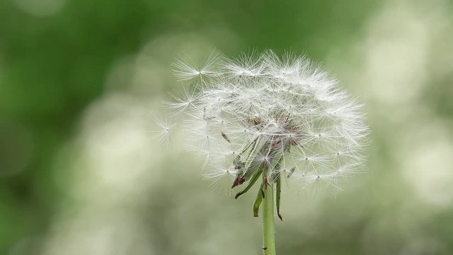 dandelion rotate in the nature 