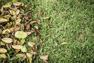Dry leaves on the green grass lawn