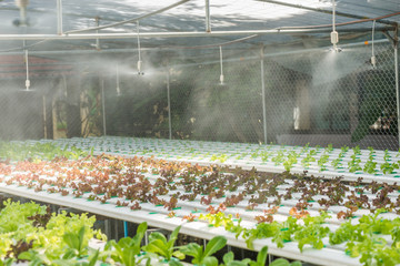 Hydroponics vegetable in farm