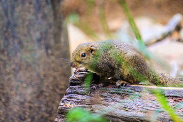 Squirrel on the tree wood in the forest background