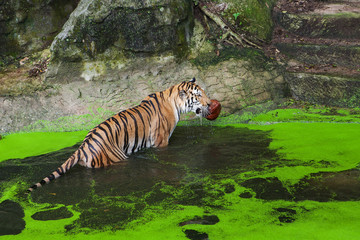 Fototapeta na wymiar Tiger playing ball in water at the zoo.