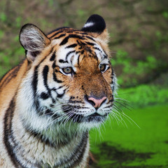 Close up face tiger at the zoo in Thailand