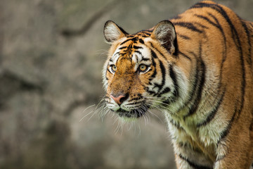 Fototapeta na wymiar Close up face tiger at the zoo in Thailand