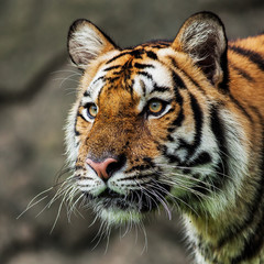 Close up face tiger at the zoo in Thailand