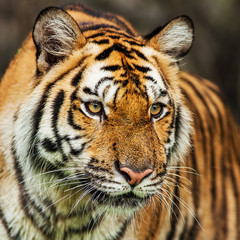 Close up face tiger at the zoo in Thailand