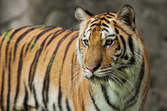 Close up face tiger at the zoo in Thailand