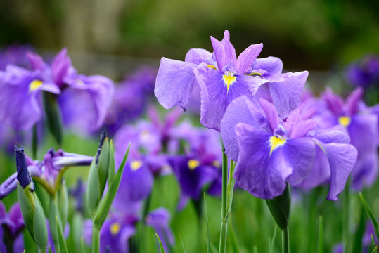 花菖蒲